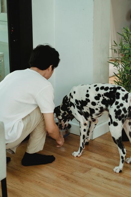 fromm puppy food feeding guide